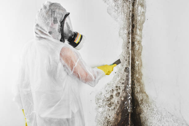 Crawl Space Mold Removal in Greenwood Village, CO